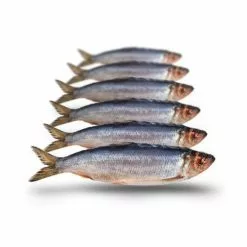 Merk [ 4 ] PREBAITS PREDATOR HARING -Hengels Verkoop prebaits predator haring 1