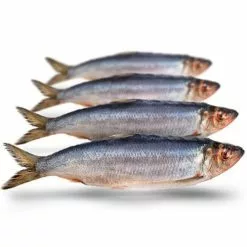 Merk [ 4 ] PREBAITS PREDATOR HARING -Hengels Verkoop prebaits predator haring 2