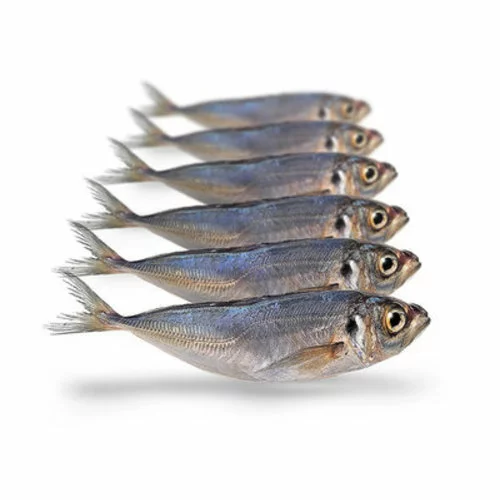 Merk [ 5 ] PREBAITS PREDATOR HORSMAKREEL 450 > 550 GRAM 18 > 23 CM 5 TOT 7 STUKS -Hengels Verkoop prebaits predator horsmakreel 450 550 gram 18 23 c