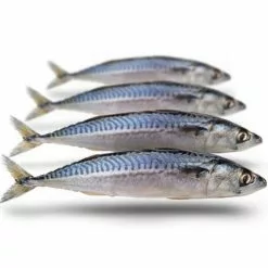 Merk [ 6 ] PREBAITS PREDATOR MAKREEL -Hengels Verkoop prebaits predator makreel 2