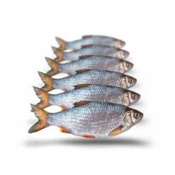 Merk [ 12 ] PREBAITS PREDATOR VOORN / KOLBLEI -Hengels Verkoop prebaits predator voorn kolblei 4