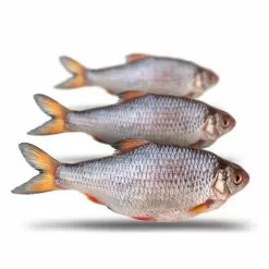 Merk [ 12 ] PREBAITS PREDATOR VOORN / KOLBLEI -Hengels Verkoop prebaits predator voorn kolblei 6